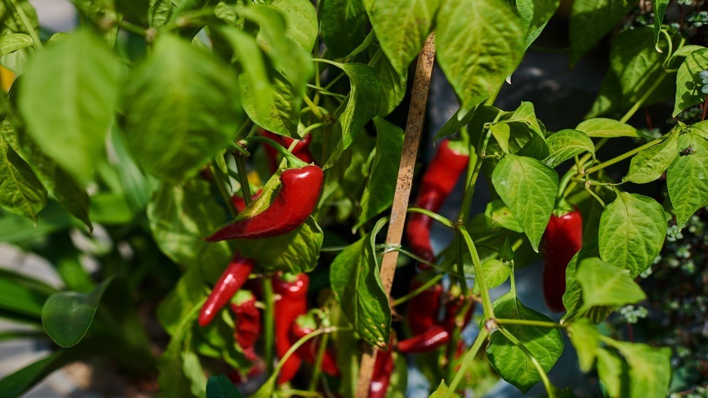 Grow Hydroponic Peppers